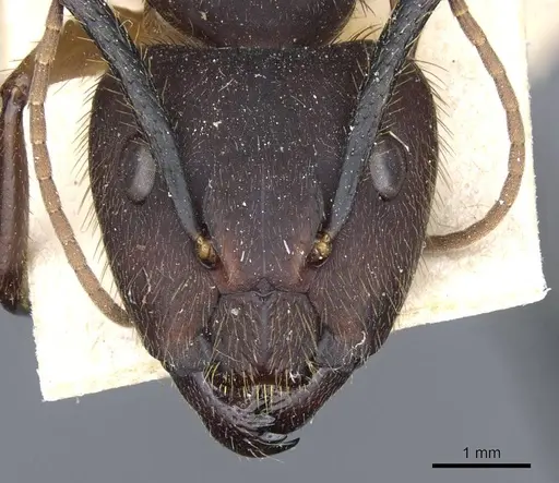 Camponotus rufipes specimen CASENT0905366 image casent0905366_2