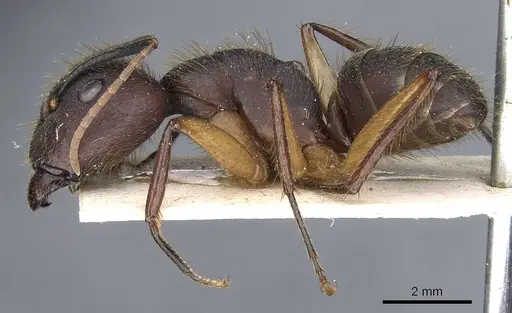 Camponotus rufipes specimen CASENT0905366 image casent0905366_3