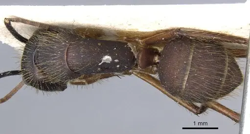 Camponotus rufipes specimen CASENT0905367 image casent0905367_1