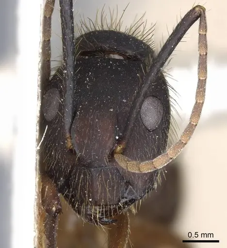 Camponotus rufipes specimen CASENT0905367 image casent0905367_2