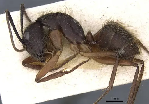 Camponotus rufipes specimen CASENT0905367 image casent0905367_3
