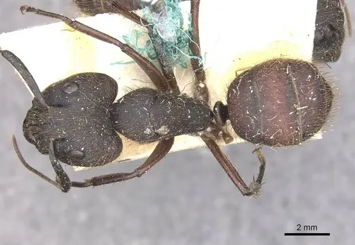 Camponotus rufipes specimen CASENT0910358 image casent0910358_1