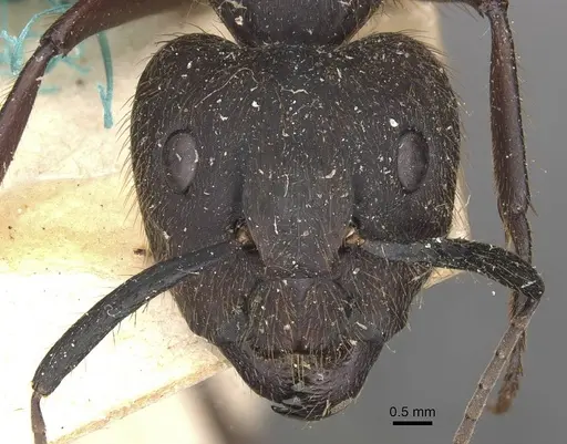 Camponotus rufipes specimen CASENT0910358 image casent0910358_2