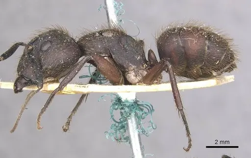 Camponotus rufipes specimen CASENT0910358 image casent0910358_3