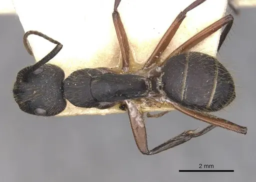 Camponotus rufipes specimen CASENT0910359 image casent0910359_1