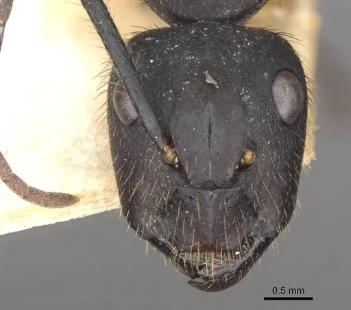 Camponotus rufipes specimen CASENT0910359 image casent0910359_2
