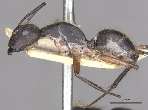 Camponotus rufipes specimen CASENT0910359 image casent0910359_3