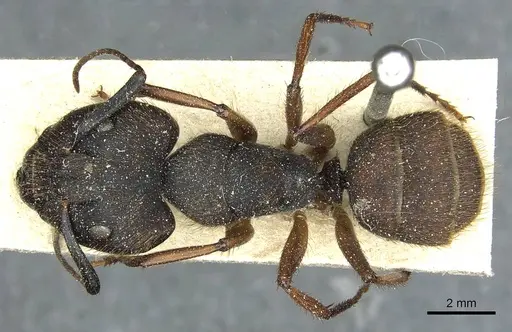 Camponotus rufipes specimen CASENT0911814 image casent0911814_1