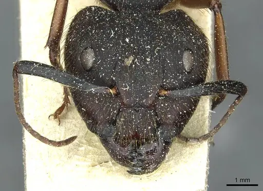 Camponotus rufipes specimen CASENT0911814 image casent0911814_2
