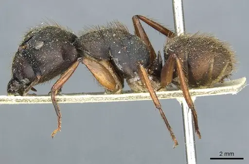 Camponotus rufipes specimen CASENT0911814 image casent0911814_3