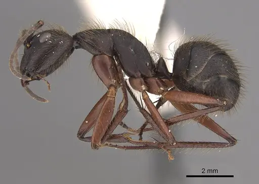 Camponotus rufipes specimen CASENT0923549 image casent0923549_1