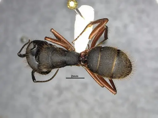 Camponotus rufipes specimen CASENT4032246 image casent4032246_1