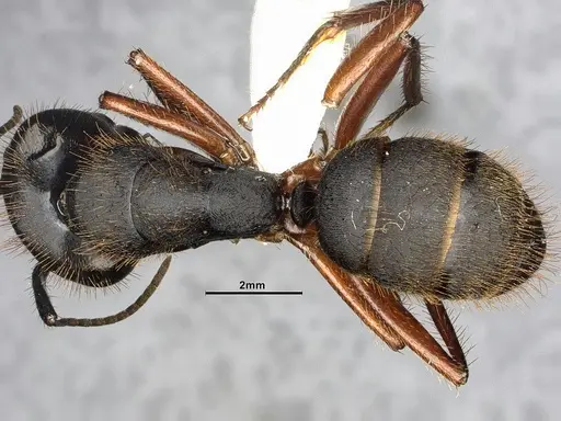 Camponotus rufipes specimen CASENT4032246 image casent4032246_2