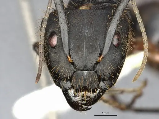 Camponotus rufipes specimen CASENT4032246 image casent4032246_3