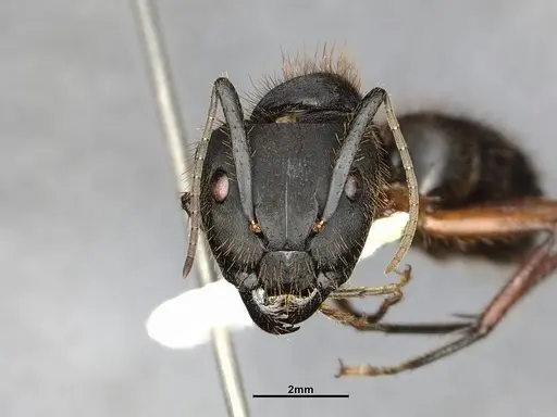 Camponotus rufipes specimen CASENT4032246 image casent4032246_4