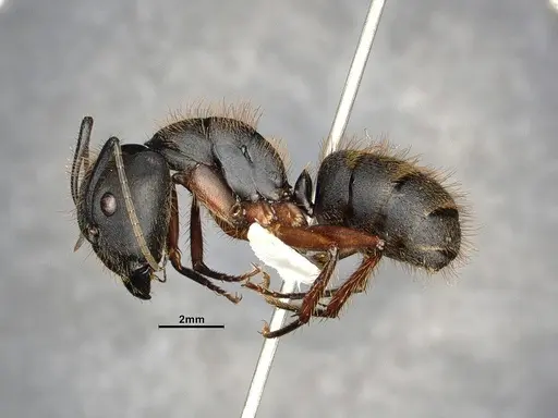 Camponotus rufipes specimen CASENT4032246 image casent4032246_5