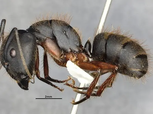 Camponotus rufipes specimen CASENT4032246 image casent4032246_6