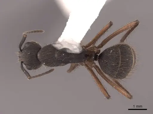 Camponotus rufipes specimen FMNHINS0000062988 image fmnhins0000062988_1