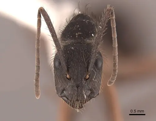 Camponotus rufipes specimen FMNHINS0000062988 image fmnhins0000062988_2