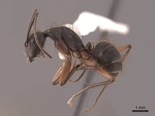 Camponotus rufipes specimen FMNHINS0000062988 image fmnhins0000062988_3