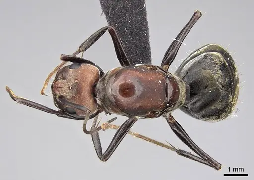 Camponotus rufoglaucus specimen CASENT0066797 image casent0066797_1