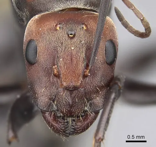 Camponotus rufoglaucus specimen CASENT0066797 image casent0066797_2