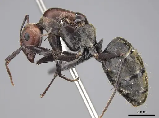 Camponotus rufoglaucus specimen CASENT0066797 image casent0066797_3