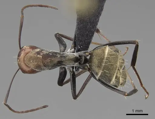Camponotus rufoglaucus specimen CASENT0066892 image casent0066892_1