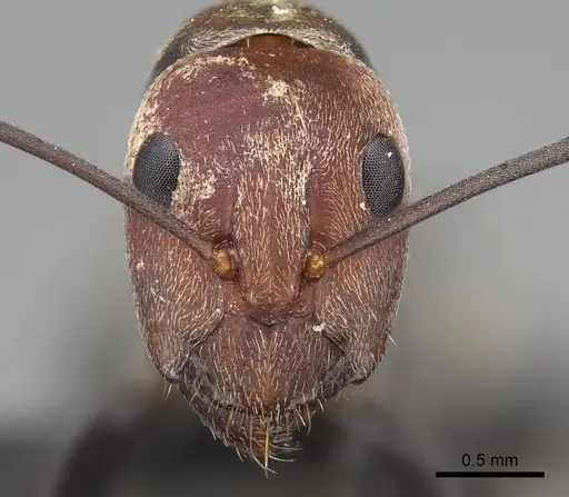 Camponotus rufoglaucus specimen CASENT0066892 image casent0066892_2