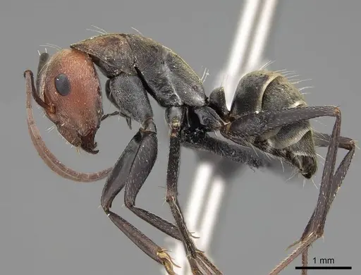 Camponotus rufoglaucus specimen CASENT0066892 image casent0066892_3