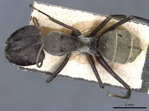 Camponotus rufoglaucus specimen CASENT0905351 image casent0905351_1