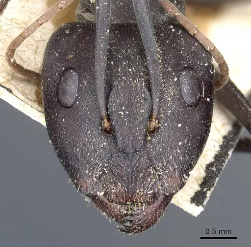 Camponotus rufoglaucus specimen CASENT0905351 image casent0905351_2