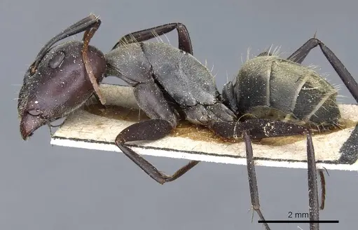 Camponotus rufoglaucus specimen CASENT0905351 image casent0905351_3