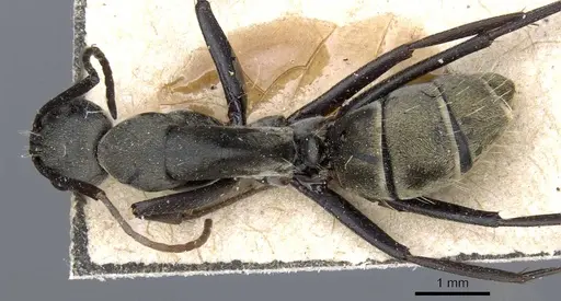 Camponotus rufoglaucus specimen CASENT0905352 image casent0905352_1
