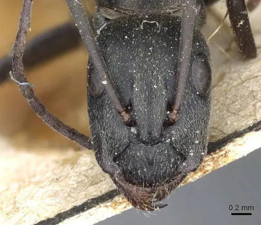 Camponotus rufoglaucus specimen CASENT0905352 image casent0905352_2