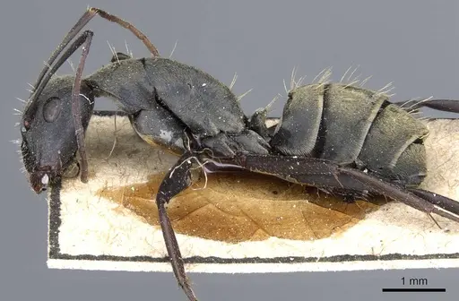 Camponotus rufoglaucus specimen CASENT0905352 image casent0905352_3