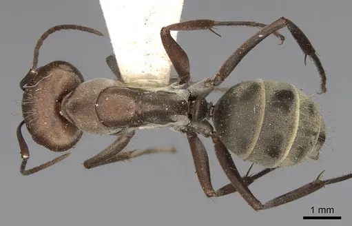 Camponotus rufoglaucus specimen CASENT0906958 image casent0906958_1