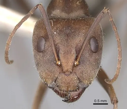 Camponotus rufoglaucus specimen CASENT0906958 image casent0906958_2