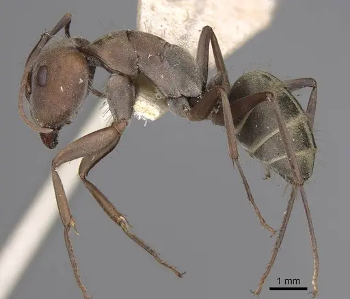 Camponotus rufoglaucus specimen CASENT0906958 image casent0906958_3