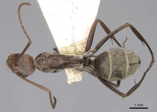 Camponotus rufoglaucus specimen CASENT0906959 image casent0906959_1