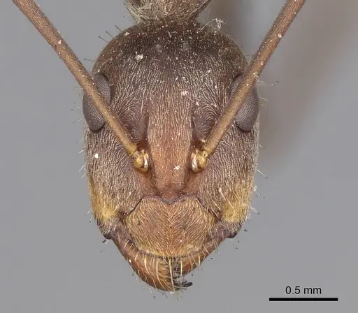 Camponotus rufoglaucus specimen CASENT0906959 image casent0906959_2