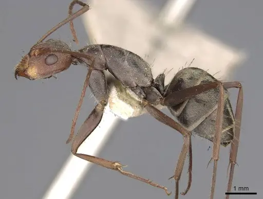 Camponotus rufoglaucus specimen CASENT0906959 image casent0906959_3