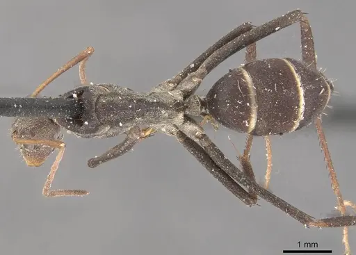 Camponotus rufoglaucus specimen CASENT0910326 image casent0910326_1