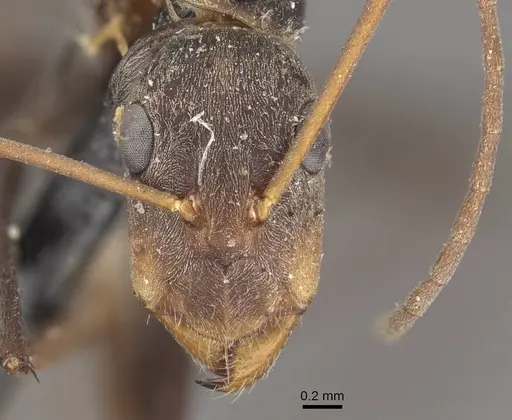 Camponotus rufoglaucus specimen CASENT0910326 image casent0910326_2