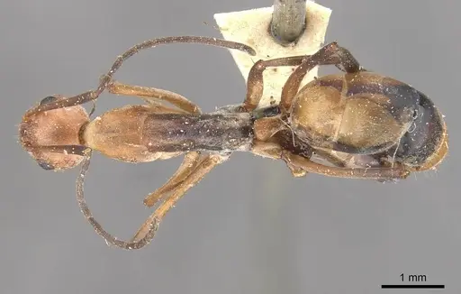 Camponotus rufoglaucus specimen CASENT0910329 image casent0910329_1