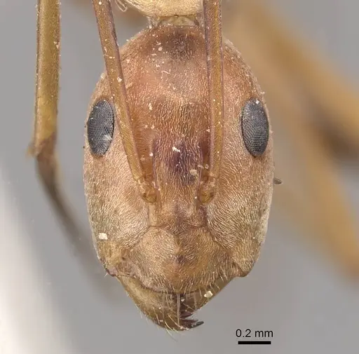 Camponotus rufoglaucus specimen CASENT0910329 image casent0910329_2