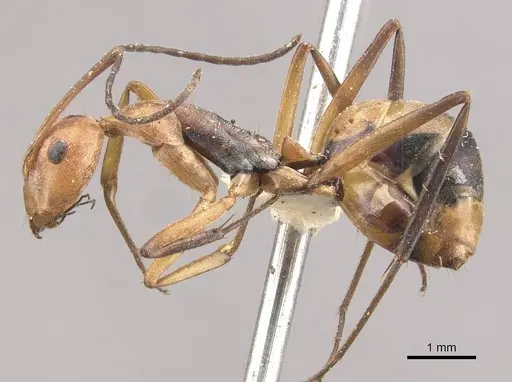 Camponotus rufoglaucus specimen CASENT0910329 image casent0910329_3