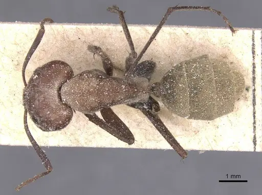 Camponotus rufoglaucus specimen CASENT0911775 image casent0911775_1