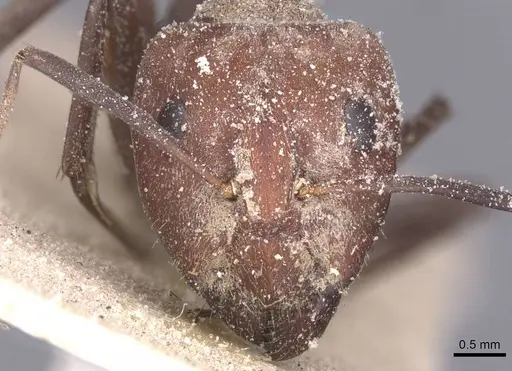 Camponotus rufoglaucus specimen CASENT0911775 image casent0911775_2