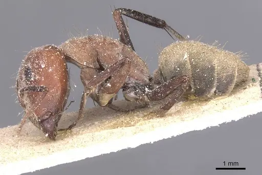 Camponotus rufoglaucus specimen CASENT0911775 image casent0911775_3